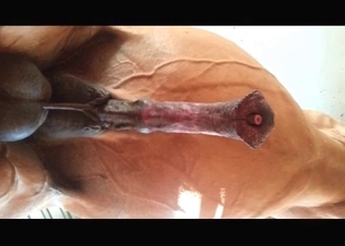 Big horse revealing its dick