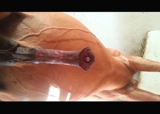 Big horse revealing its dick