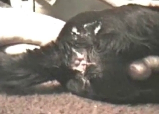 Big cock drilling that doggy asshole