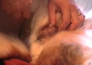 Cute dog fucked in the ass