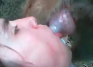 Dog cock for a starving slut