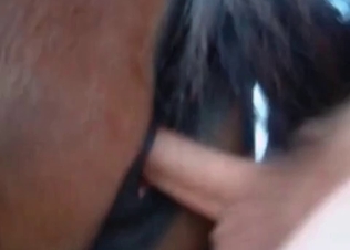 Hot stallion fucking on cam