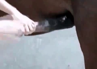 Horny horse getting pleasured