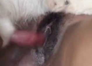Blonde chick fucking animals