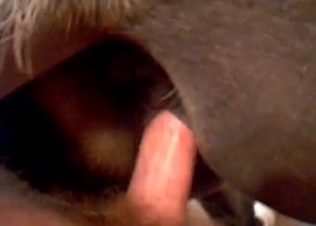 Dog gets fucked by a hung dude