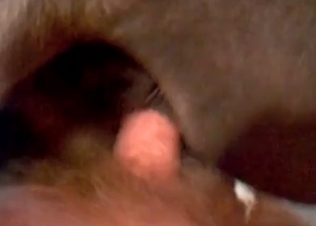 Dog gets fucked by a hung dude