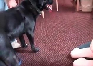 Dog cock sucked by a zoophile