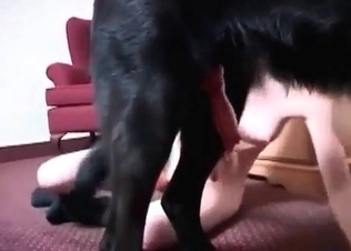 Dog cock sucked by a zoophile