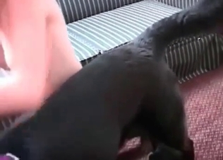 Dog cock sucked by a zoophile