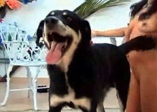 Intense boning form a dog