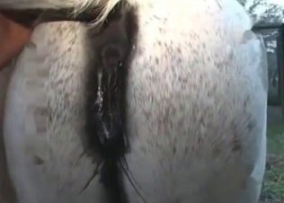 White pony getting drilled