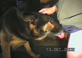 Mongrel sucking big dicks