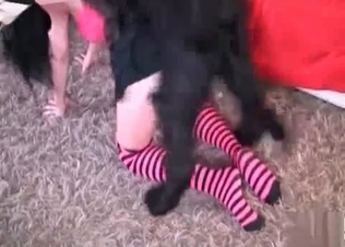 Hood dog banging its owner