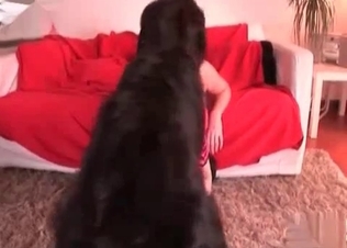 Hood dog banging its owner