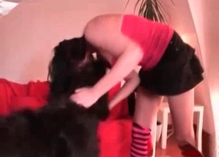 Hood dog banging its owner