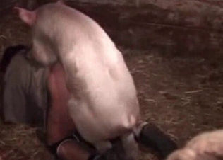 She gets fucked by a horny pig