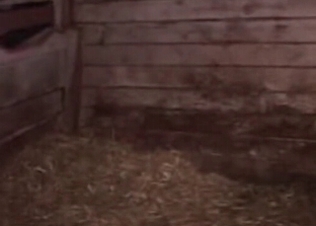 She gets fucked by a horny pig