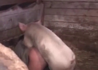 She gets fucked by a horny pig