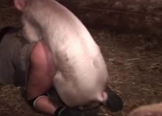 She gets fucked by a horny pig
