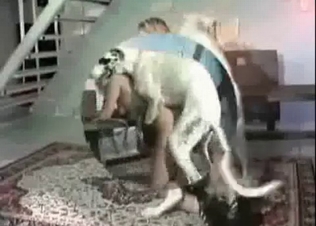 Amazing animal action with a tyke