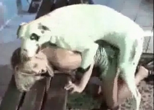 Amazing animal action with a tyke