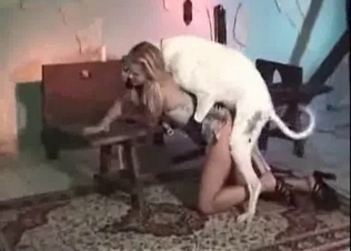 Amazing animal action with a tyke