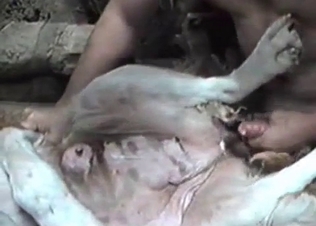 Hard pounding for a white animal