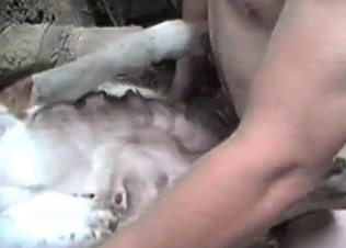 Hard pounding for a white animal