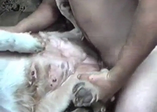 Hard pounding for a white animal