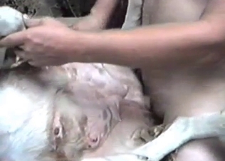 Hard pounding for a white animal