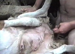 Hard pounding for a white animal