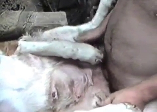 Hard pounding for a white animal
