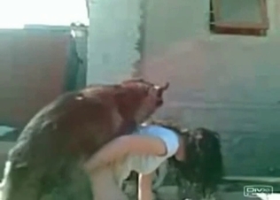 Brunette has two dogs to fuck