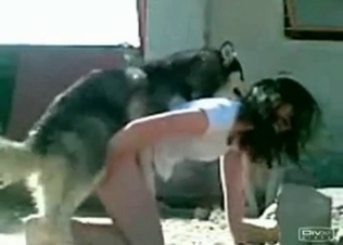 Brunette has two dogs to fuck