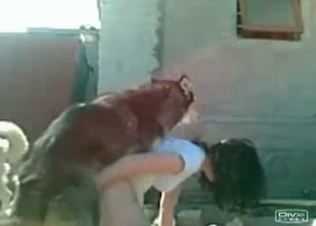Brunette has two dogs to fuck