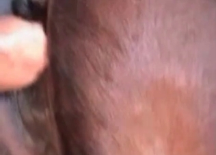 Brown horse enjoys this rimming action