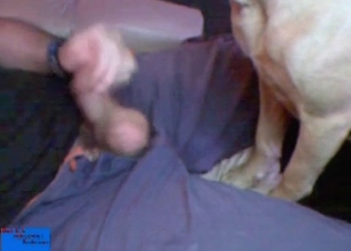 Balls being sucked by a kinky horse