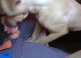 Balls being sucked by a kinky horse