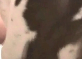 Juicy cunt licked by a Dalmatian