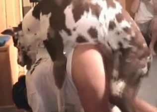Juicy cunt licked by a Dalmatian