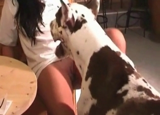 Juicy cunt licked by a Dalmatian