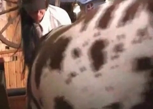 Juicy cunt licked by a Dalmatian