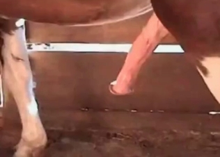 Barn style sex with a horse