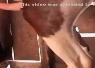 Barn style sex with a horse