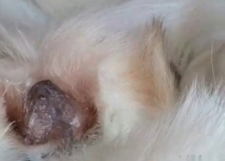 Dog gets a huge load