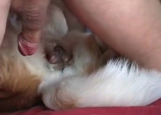 Dog gets a huge load