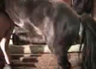 Doggystyle action for a horse