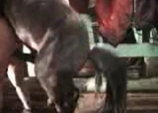 Doggystyle action for a horse