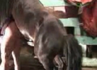 Doggystyle action for a horse