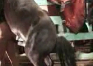 Doggystyle action for a horse